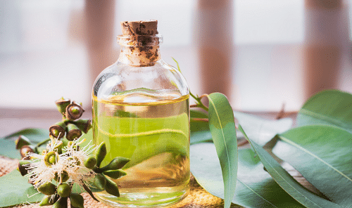 lm Pearlherbs dengan campuran minyak kayu putih